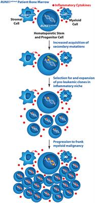 RUNX1 Mutations in Inherited and Sporadic Leukemia